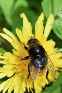 <i>Merodon equestris</i>