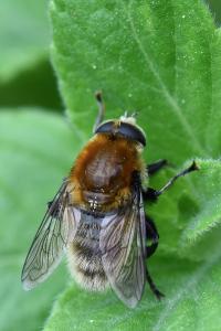 <i>Merodon equestris</i>