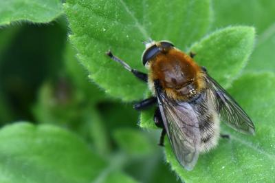 <i>Merodon equestris</i>