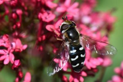 <i>Scaeva pyrastri</i>