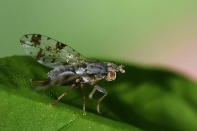 <i>Tephritis hyoscyami</i>