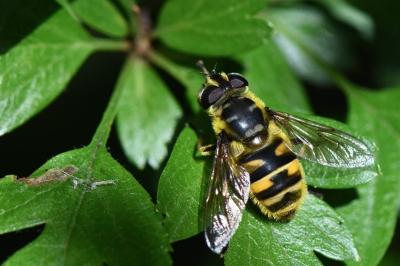 <i>Myathropa florea</i>