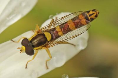<i>Sphaerophoria scripta</i>