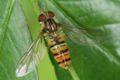 <i>Episyrphus balteatus</i>
