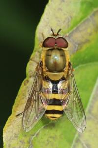 <i>Syrphus ribesii</i>