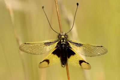 <i>Libelloides longicornis</i>