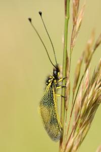 <i>Libelloides longicornis</i>