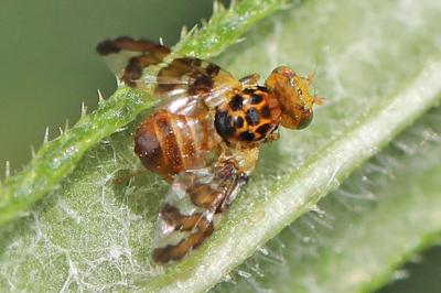 <i>Goniglossum wiedemanni</i>