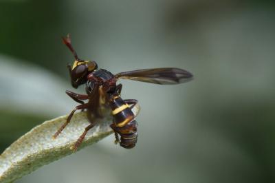 <i>Conops vesicularis</i>
