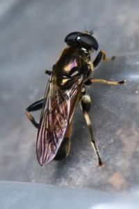 <i>Xylota segnis</i>