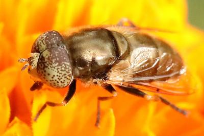 <i>Eristalinus aeneus</i>