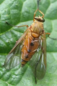 <i>Rhagio tringarius</i>