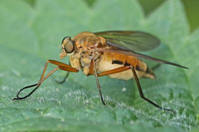 <i>Rhagio tringarius</i>