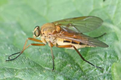 <i>Rhagio tringarius</i>