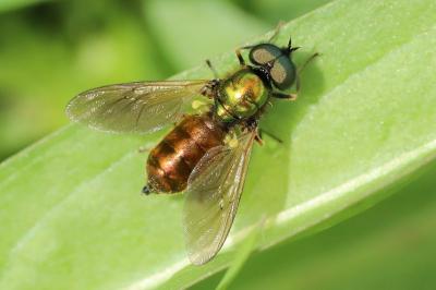 <i>Chloromyia formosa</i>