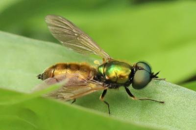 <i>Chloromyia formosa</i>