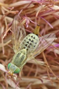 <i>Terellia serratulae</i>