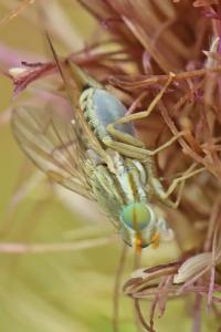 <i>Terellia serratulae</i>