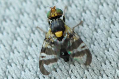 <i>Rhagoletis cerasi</i>