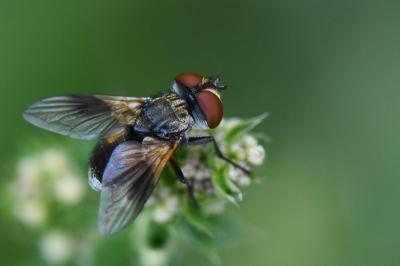 <i>Ectophasia crassipennis</i>