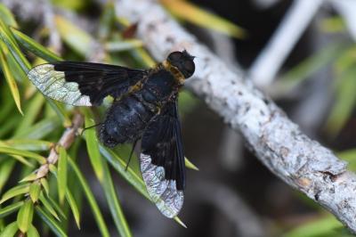 <i>Hemipenthes morio</i>