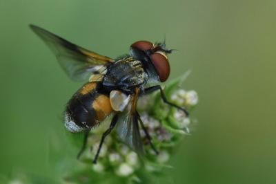 <i>Ectophasia crassipennis</i>
