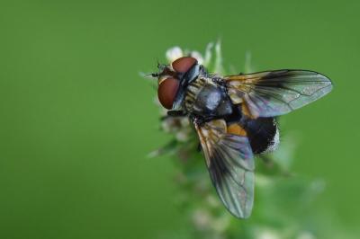 <i>Ectophasia crassipennis</i>