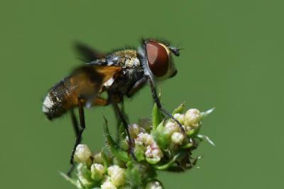<i>Ectophasia crassipennis</i>