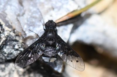 <i>Anthrax aethiops</i>