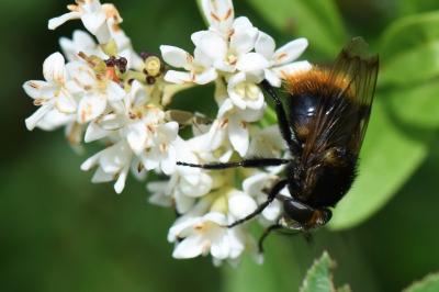 <i>Volucella bombylans</i>