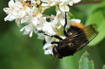 <i>Volucella bombylans</i>