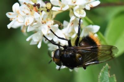 <i>Volucella bombylans</i>