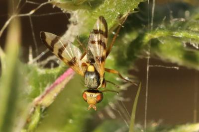 <i>Urophora solstitialis</i>