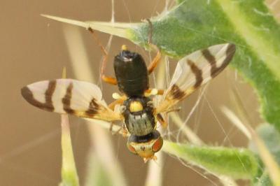 <i>Urophora solstitialis</i>