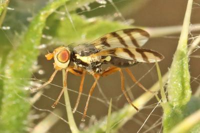 <i>Urophora solstitialis</i>