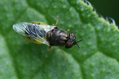 <i>Oplodontha viridula</i>