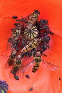 <i>Episyrphus balteatus</i>