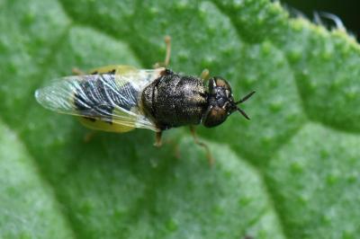 <i>Oplodontha viridula</i>