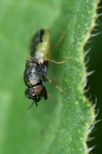 <i>Oplodontha viridula</i>