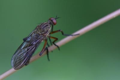 <i>Empis livida</i>
