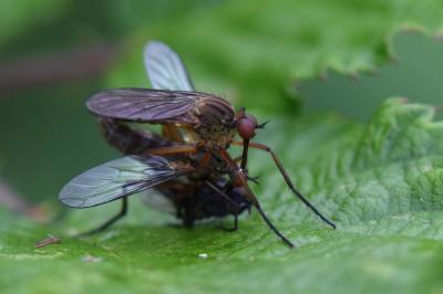 <i>Empis livida</i>