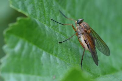 <i>Rhagio tringarius</i>
