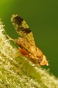 <i>Tephritis bardanae</i>