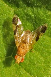 <i>Tephritis bardanae</i>