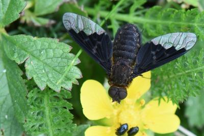 <i>Hemipenthes morio</i>