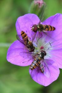 <i>Episyrphus balteatus</i>