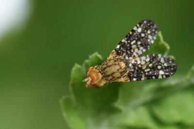 <i>Oxyna flavipennis</i>