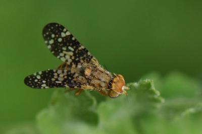 <i>Oxyna flavipennis</i>