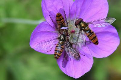 <i>Episyrphus balteatus</i>