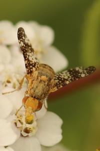<i>Oxyna flavipennis</i>